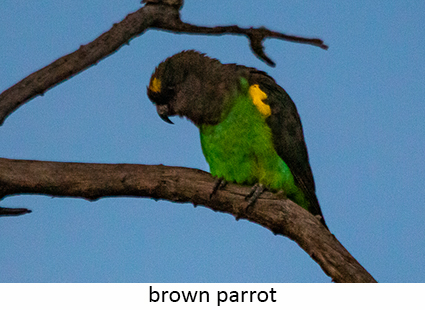 Brown Parrot
