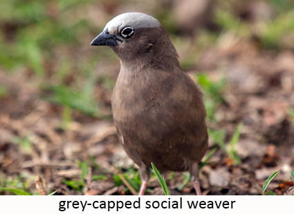 Grey-capped social weaver