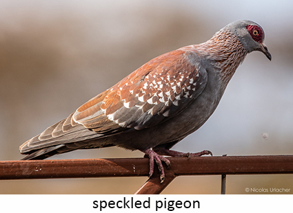 Speckled Pigeon