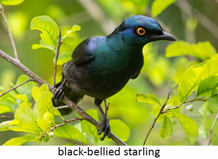 Black-bellied starling