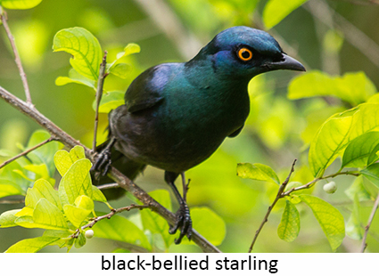 Black-bellied starling