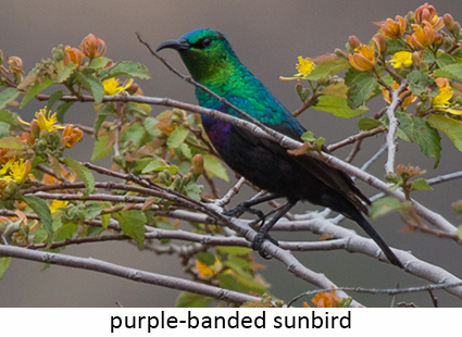 Purple-banded sunbird
