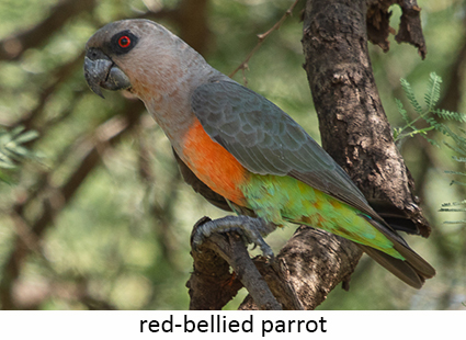 Red-bellied Parrot