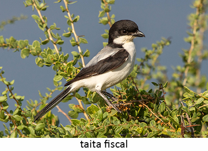 Taita fiscal