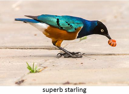 Superb starling