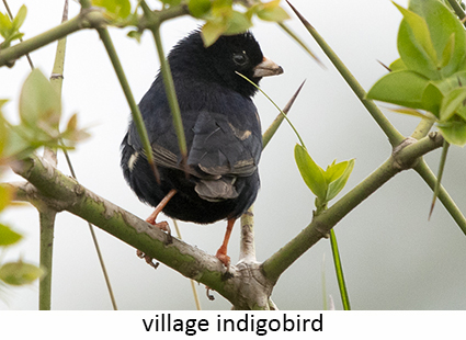 Village Indigobird