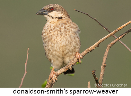Donaldson-Smith's sparrow-weaver