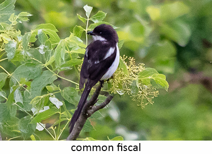 Common Fiscal