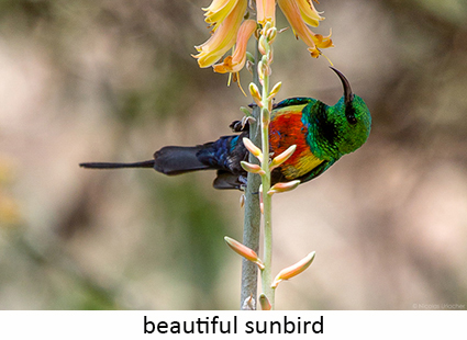 Beautiful sunbird