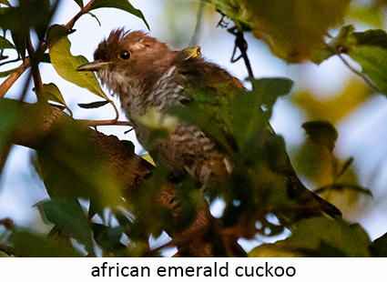 African Emerald Cuckoo
