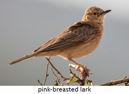 Pink-breasted lark