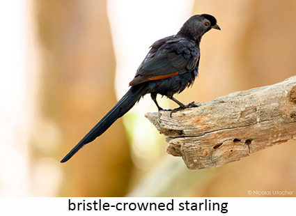 Bristle-crowned starling
