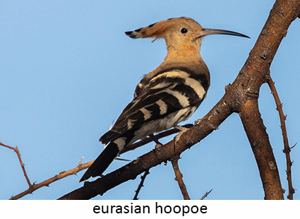 Eurasian Hoopoe