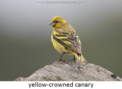 Yellow-crowned Canary