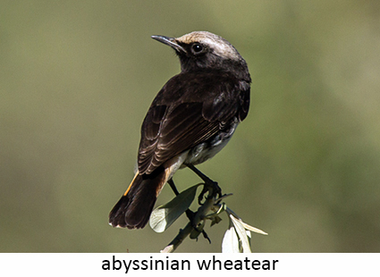 Abyssianian wheatear