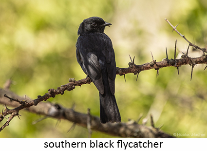 Southern Black Flycatcher