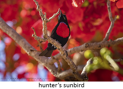 Hunter's Sunbird