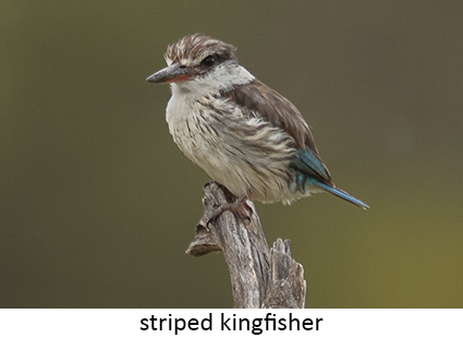 Striped Kingfisher