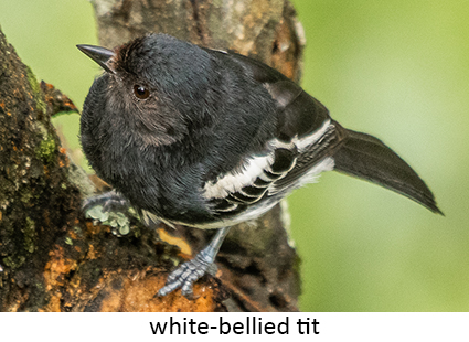 White-bellied Tit