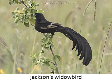 Jackson's Widowbird