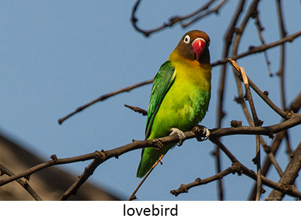 Lovebird