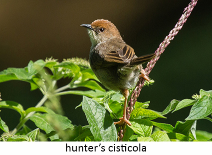Hunter's cisticola