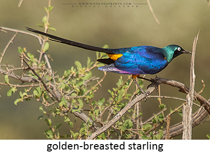Golden-breasted starling