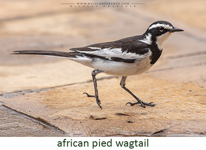 African ¨Pied Wagtail