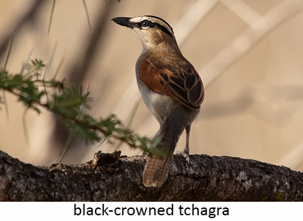 Black-crowned thagra