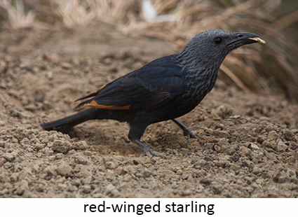 Red-winged starling