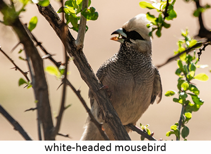 White-headed Mousebird
