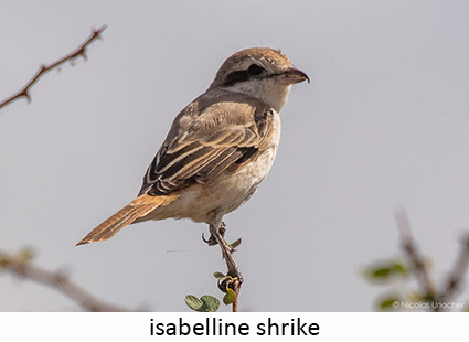 Isabelline shrike