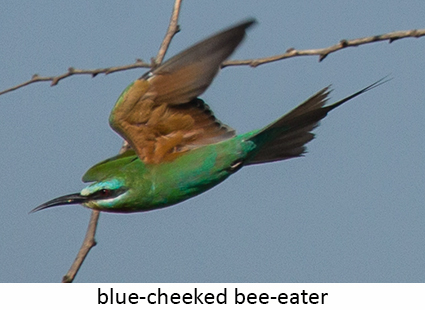 Blue-cheeked Bee-eater