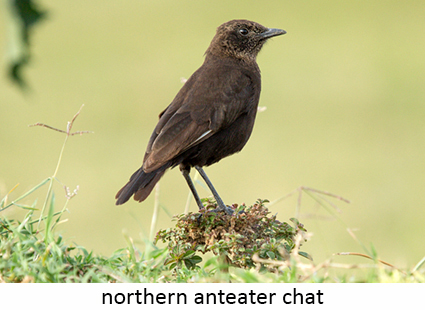 Northern anteater chat