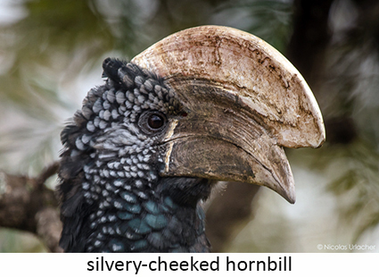 Silvery-cheeked hornbill