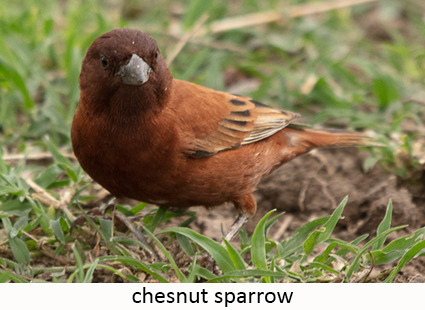 Chesnut sparrow