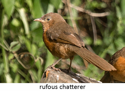 Rufous Chatterer