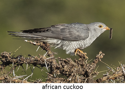 African Cuckoo