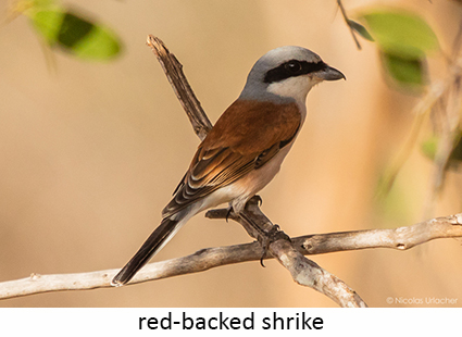 Red-backed shrike