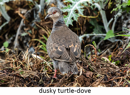 Dusky Turtle-Dove