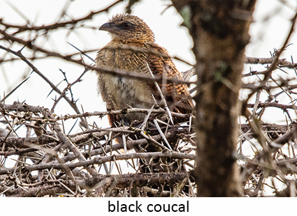 Black Coucal
