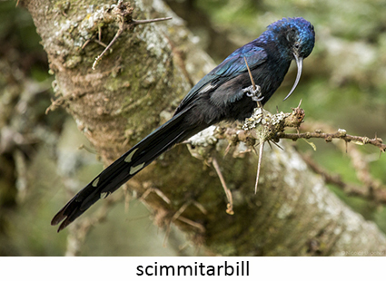 scimitarbill