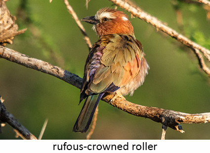 Rufous-crowned roller