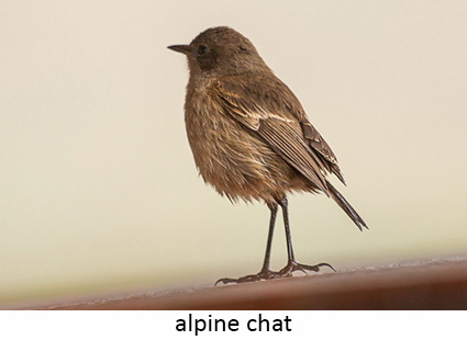 Alpine Chat