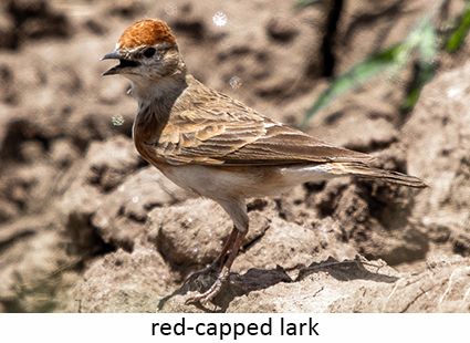 Red-capped lark