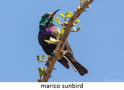 Marico sunbird