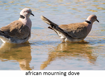 African Mourning Dove