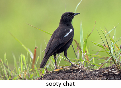 Sooty chat
