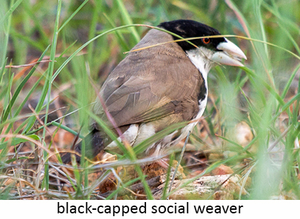 Black-capped social weaver