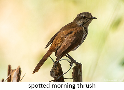 Spotted morning thrush